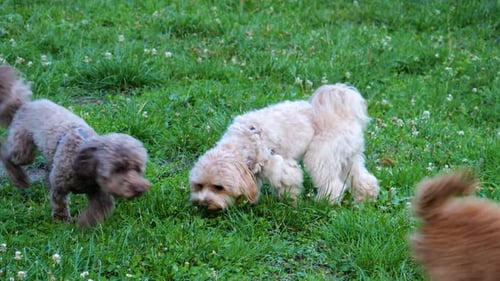 Maltipoo and poodle dogs play with a ball on the green grass on the lawn in the park.