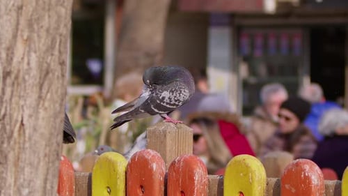 Animal Bird Palomas en un parque 2