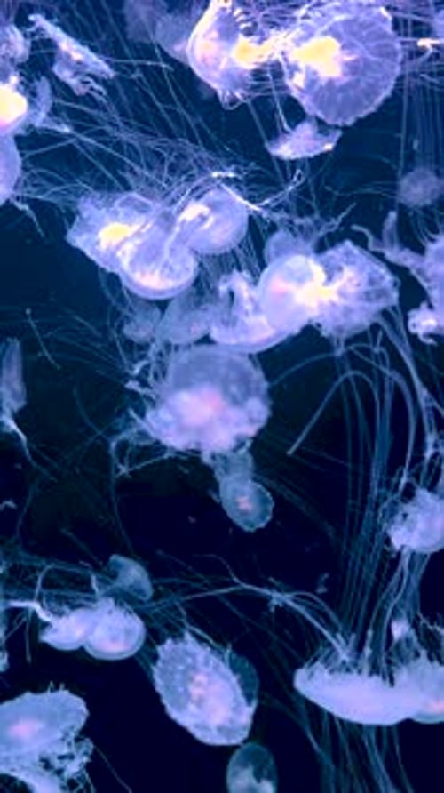 Jellyfish Swimming in an Aquarium Selective Focus