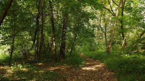 Walking on the Park Path Pov Shot a Sunny Day in the Summer