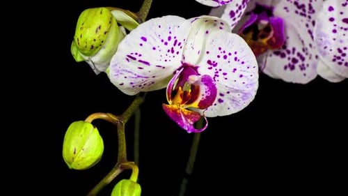 Time Lapse orquídeas