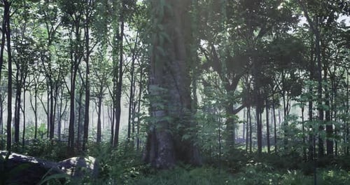 Lush Green Forest with Towering Trees and Soft Morning Light Filtering Through