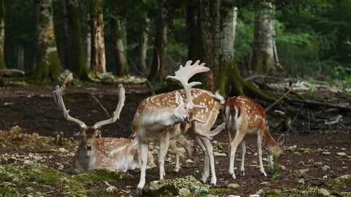 Herd of Fallow Deer in Forest.
