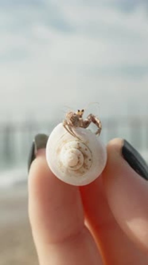 Vertical video. Close-Up of a Woman's Hand on a Seaside Beach Holding a Deceased and Dried Hermit.