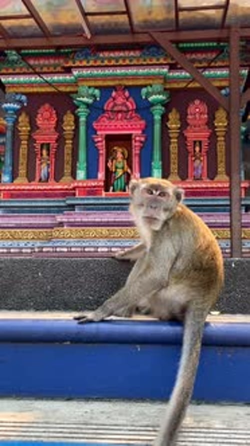 Singe assis dans un temple hindou des grottes de Batu à Kuala Lumpur en Malaisie