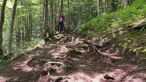 A Man with a Backpack Descends a Forest Mountain Path with Many Protruding Roots on a Sunny Day