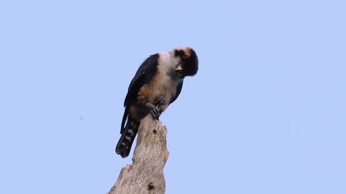 Brown and Black Bird Perched Atop Branch