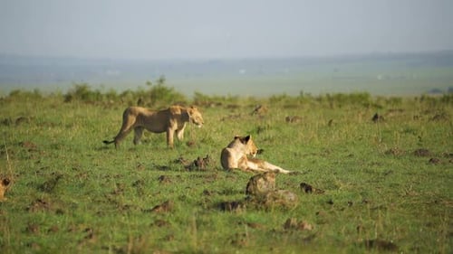 Eine majestätische Löwin geht anmutig durch ihren Stolz in Afrika, bevor sie sich ausruht