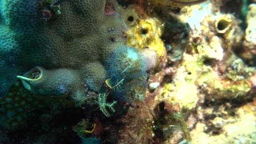 Os radiolos de um verme tubular se estendem de um coral.