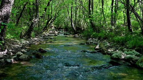 Deep Forest Stream Flowing Through Ancient Mossy Rocks and Sunlight