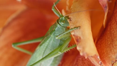 A close-up shot of a green great grasshopper head eating an orange blossoming flower. Static view.