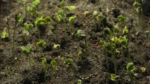 Seedlings Growing in Soil Time Lapse