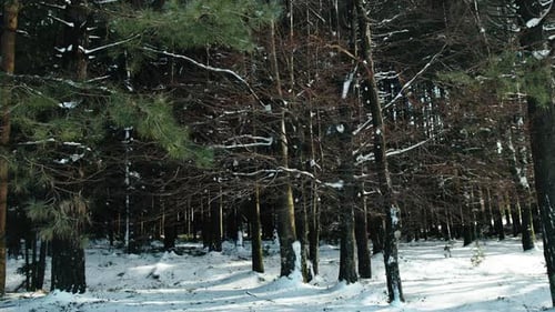 Verschneiter Pinienwald
