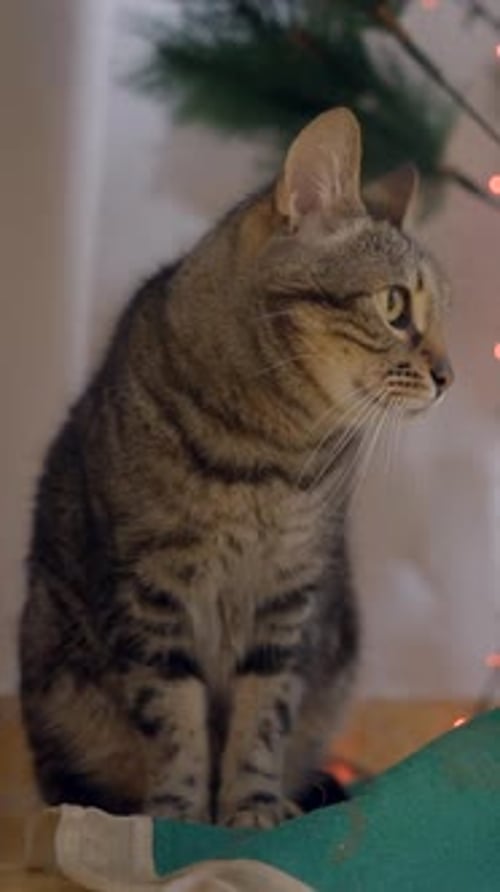 Behave Tabby Cat Sitting Under A Christmas Tree At Home Close Up