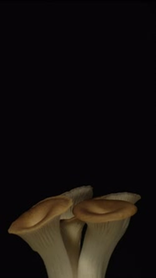 Close Up of Oyster Mushrooms Against Black Backdrop