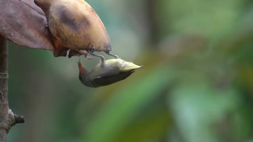 Bird Eating Upside Down From a Pod in Nature