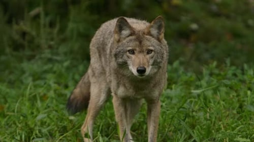Coyote Standing in Green Grassy Field Looking