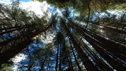 Pine Tree Forest Bottom Up View