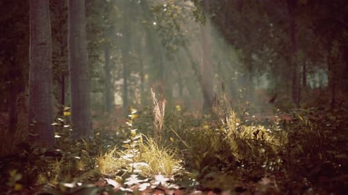 Forest Trees Nature Green Wood Sunlight View