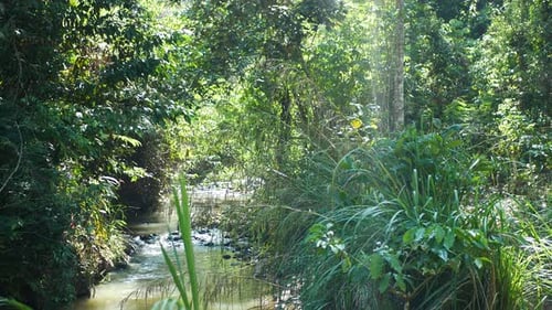 rocky river in natural forest