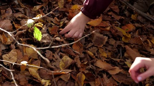 A Closeup of a Family Picking Mushrooms in an Autumn Forest