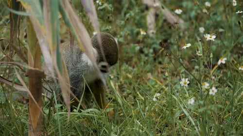 squirrel monkey (Saimiri) looking in woods for some fresh green leaves to eat in Costa Rica