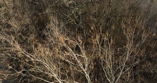 Flyover Forest With Dried Trees And Leafless Branches. Aerial Drone Shot