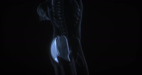 3D Gluteus Muscles Highlighted in Human Anatomy Scan