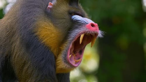Mandrill yawning
