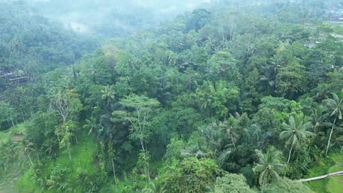 Grüne Naturlandschaft mit Reisfeldern und Viehzucht in bäuerlicher Umgebung auf Bali