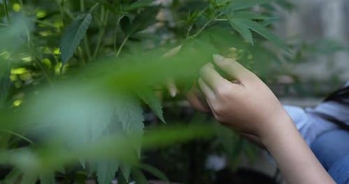 Young woman smile while touching on green leaves of cannabis