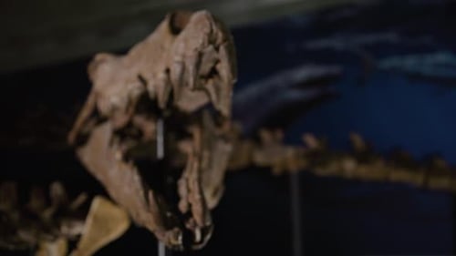 Aquatic dinosaur skeleton on display skull close up front end