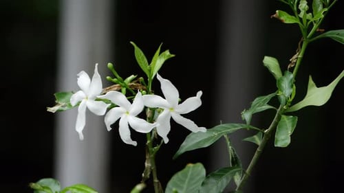 A close up of a white flower