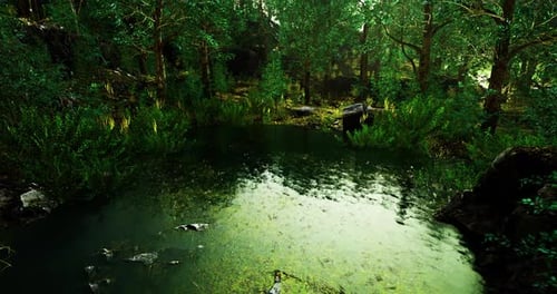 Tranquil Forest Pond Surrounded By Lush Greenery in a Serene Environment