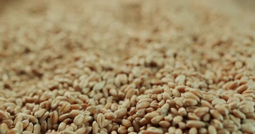 Golden Grains of Wheat, Agriculture Close-up