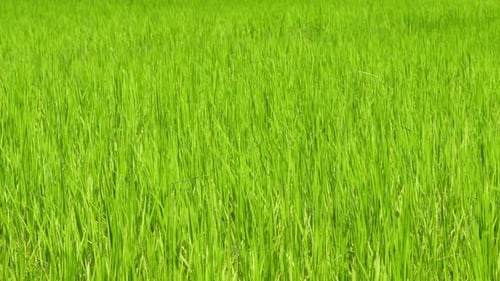 Junge lebendige grüne Reispflanzen wachsen auf üppigen Reisfeldern im ländlichen Laos, Südostasien, zur Schau