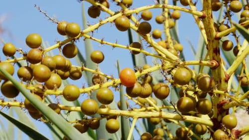 Close Up of Palm Tree Branch with Green Fruit