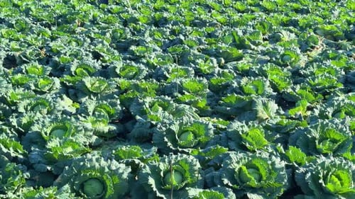 chou frais cultivé, semé au champ, gros plan