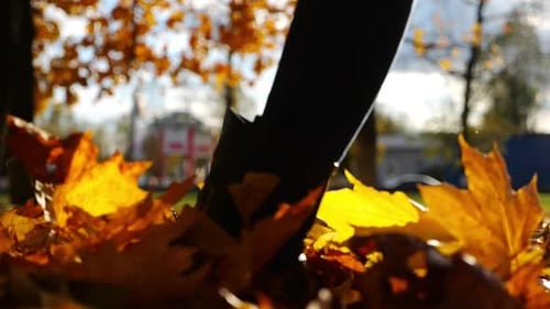 Legs Walking Through Autumn Leaves in Park