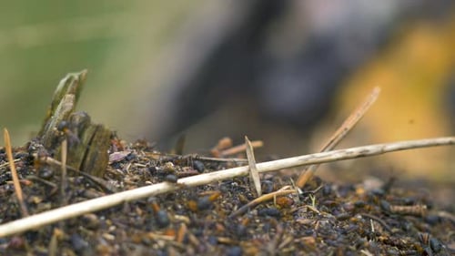 Red ants (Formica rufa) move on the nest, anthill with red wood ants in spring, work and life of ant