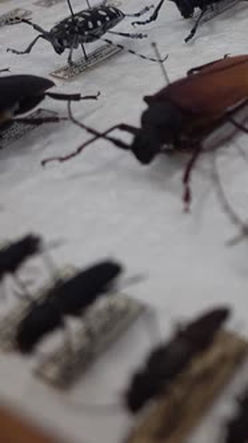 Vertical Video of Insect Collection 11