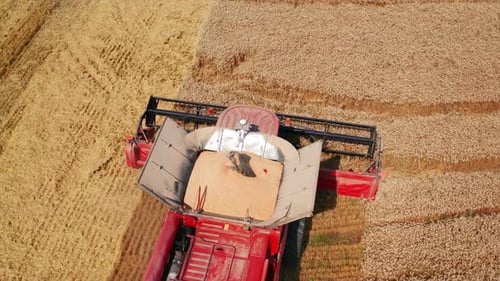 La
cosechadora llena se mueve lentamente por el campo de trigo. La máquina cosechadora corta las espiguillas maduras
.