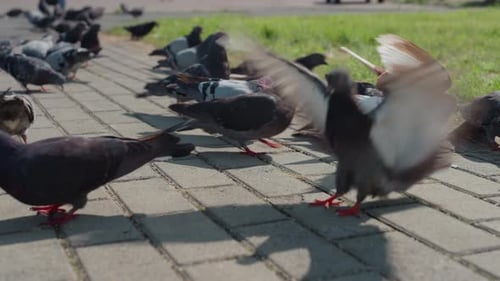Großstadttauben flitzen schnell durch die Luft, in der Nähe der grasbewachsenen Grenze fliegen Vögel in die Luft. Lebendige Szene