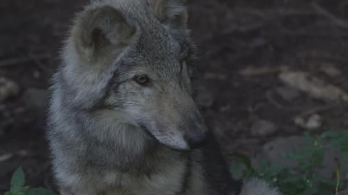 Wolves in Canadian Boreal Forest