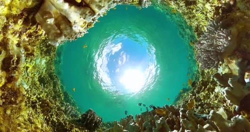 Underwater Coral Reef Fish Swimming Near Surface