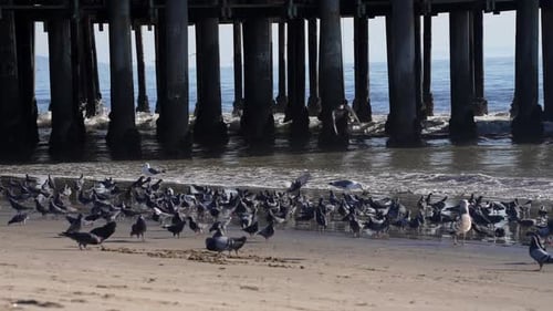 A flock of rock pigeons or common rock doves and California gulls on the beach by a pier - slow moti