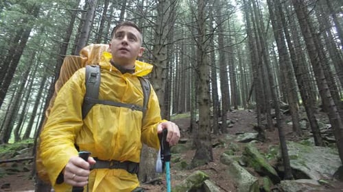 Hiker Walking Through Overcast Forest Wilderness