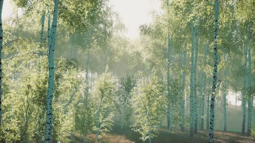 Panorama of Birch Forest with Sunlight