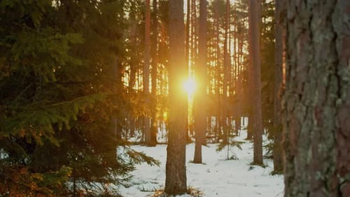 Golden sunrise illuminating a winter forest, sunlight flaring through the trees. Concept of spring's