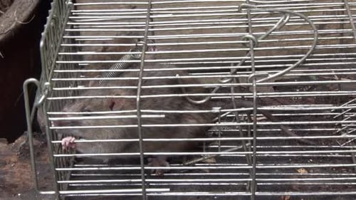 Eine norwegische oder braune Ratte, Rattus norvegicus, ist in einer Lebendfalle in einem Stadtgarten gefangen. Vereinigtes Königreich